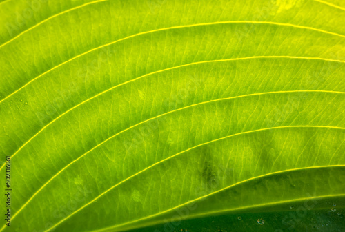 Fresh green leaves with drops of water. Macro photography, design, postcard.