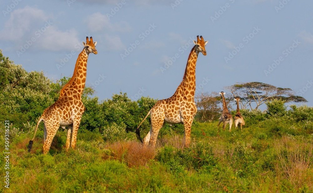 Fototapeta premium Group of African giraffe walks in iSimangaliso Wetland Park with savannah landscape. South Africa game drive safari. 