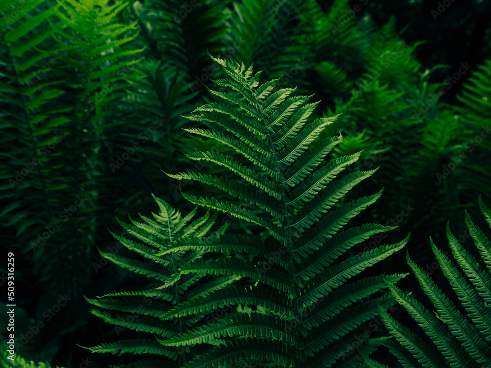 Green fern growing in summer jungles dark and moody style. Textured emerald color leaves botany natural background low key. Wild plant branches nature forest park botanical backdrop poster wallpaper.