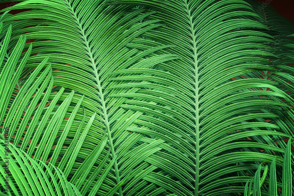 background of tropical green palm background of tropical green palm