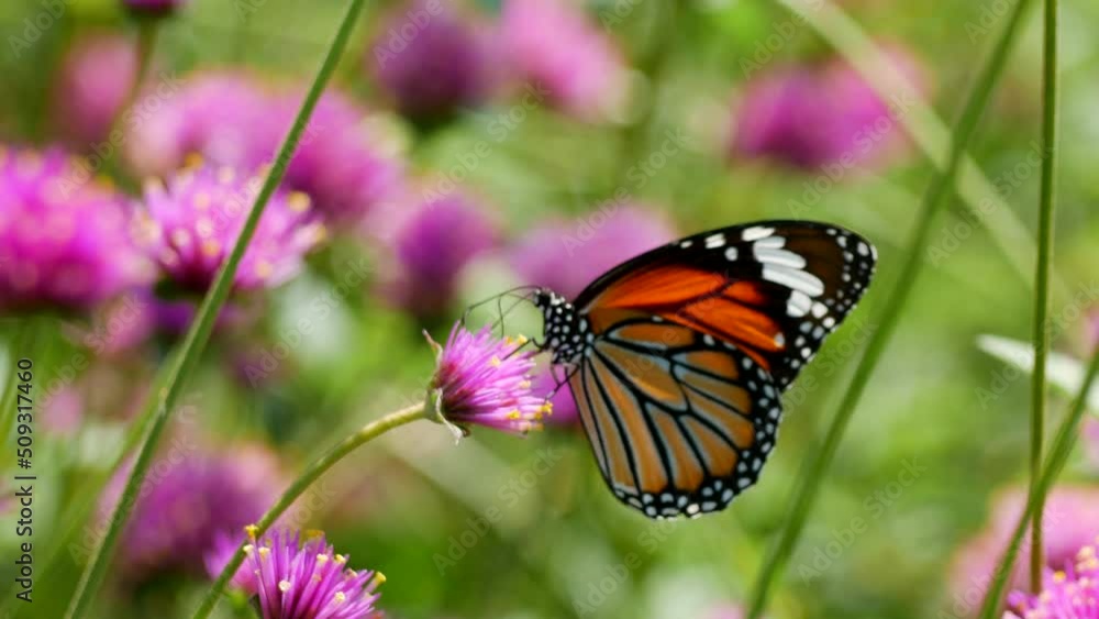Butterfly wing on the flower Butterfly wing on the flower
