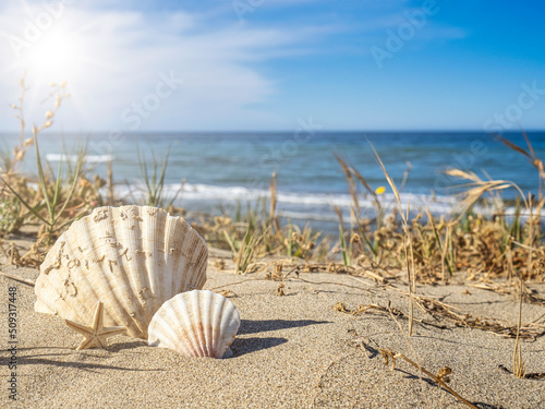 Landscape with shells on a beach with dunes. Cabopino beach in Marbella, Spain. Summer, vacation concept.