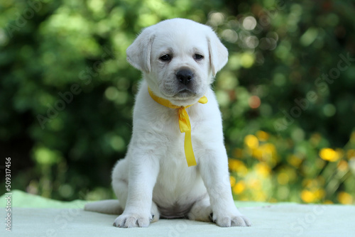a sweet nice yellow labrador puppy on the blue background © yarvet