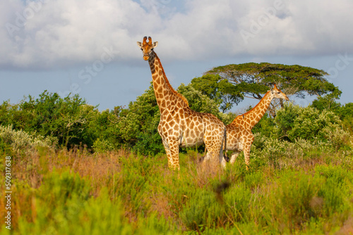Group of African giraffe walks in iSimangaliso Wetland Park with savannah landscape. South Africa game drive safari. photo