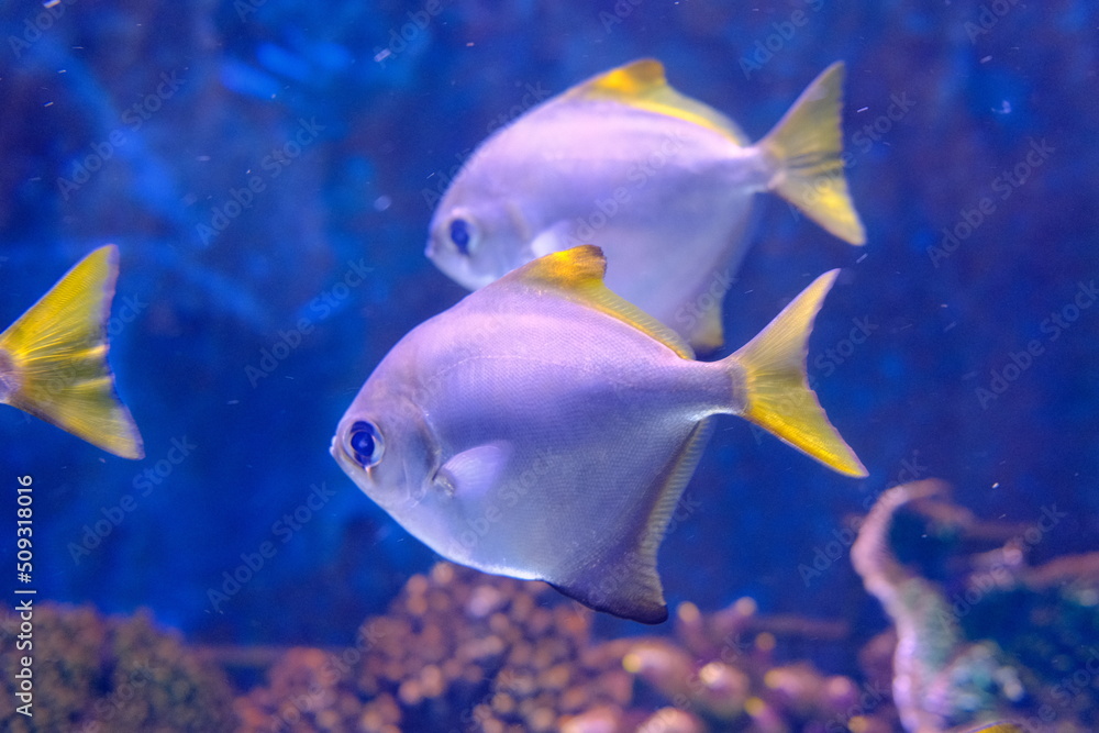 jerusalem national city aquarium in israel jerusalem national city aquarium in israel