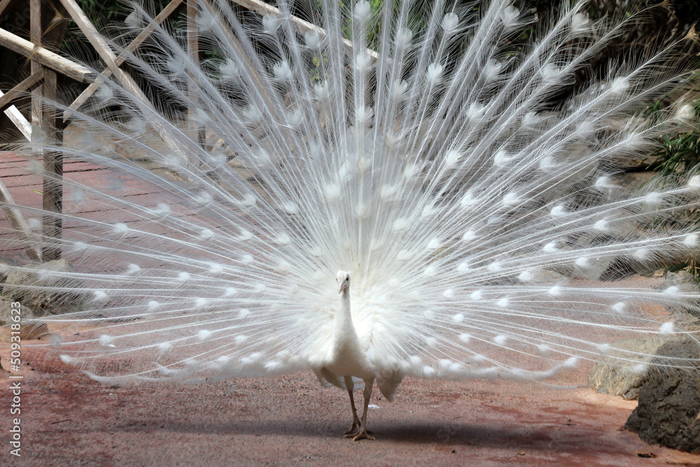 Obraz premium weisser Pfau