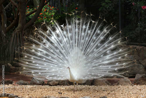 weisser Pfau
