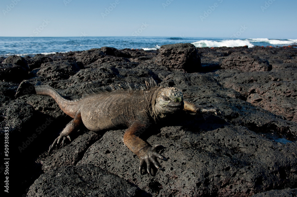 Fototapeta premium Marine iguana (Amblyrhynchus cristatus), santa Cruz Island, Galapagos Islands, UNESCO World Heritage Site, Ecuador, South America