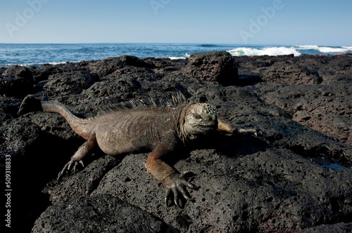 Marine iguana  Amblyrhynchus cristatus   santa Cruz Island  Galapagos Islands  UNESCO World Heritage Site  Ecuador  South America