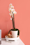 Beautiful orchid flower, reed diffuser and eyeglasses on table near color wall