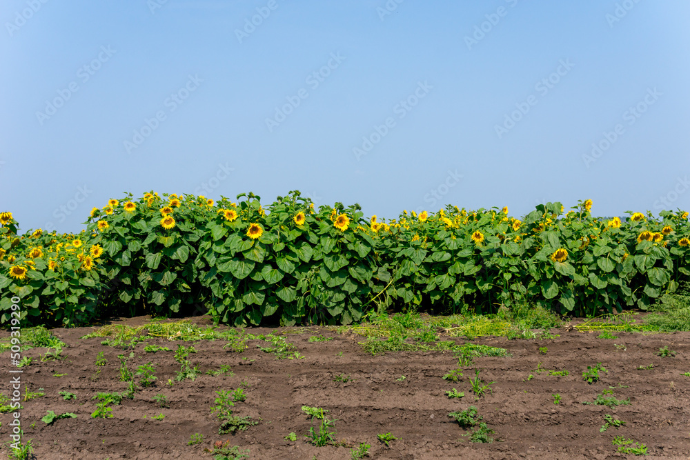 A field of sunflowers on a sunny summer day.