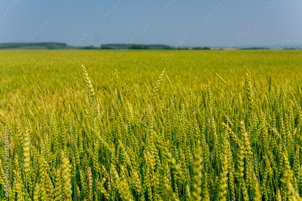A green field with wheat on a sunny summer day A green field with wheat on a sunny summer day