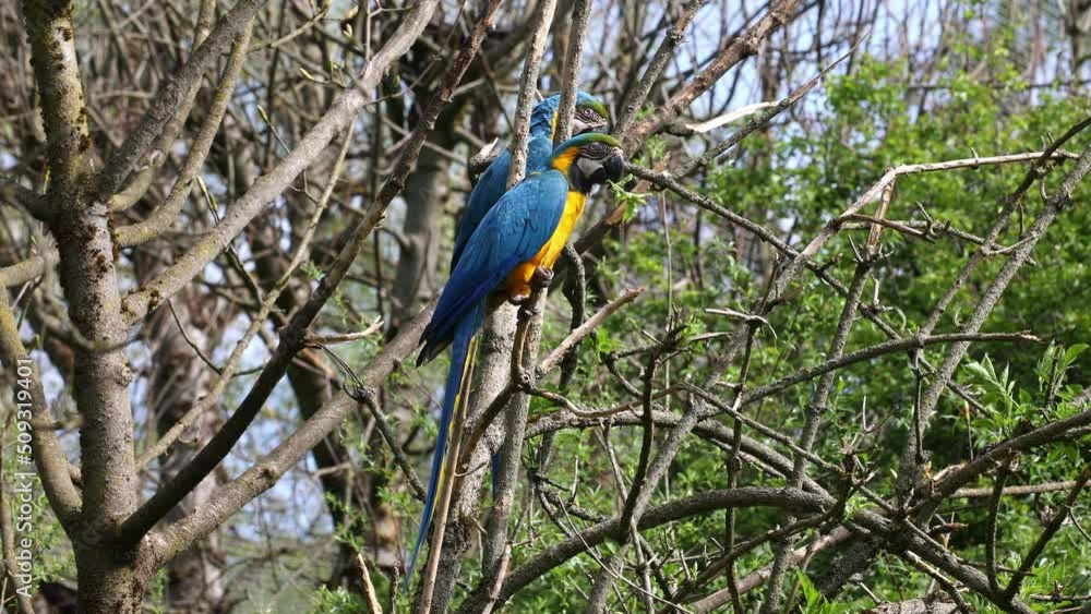 The Blue-and-yellow Macaw, Ara ararauna also known as the blue-and-gold macaw, is a large South American parrot with mostly blue top parts and light orange underparts The Blue-and-yellow Macaw, Ara ararauna also known as the blue-and-gold macaw, is a large South American parrot with mostly blue top parts and light orange underparts