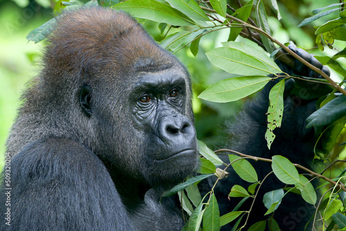 Lowland silverback gorilla close up face photo