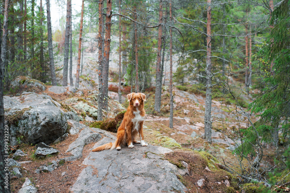 dog in the forest on a mossy stone. Walking with a pet. Nova Scotia duck tolling retriever in a beautiful landscape, toller