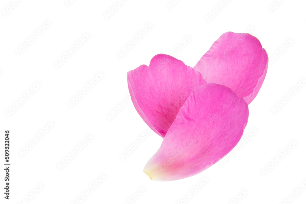 custom made wallpaper toronto digitalPink petals peony flower natural isolated on the white background