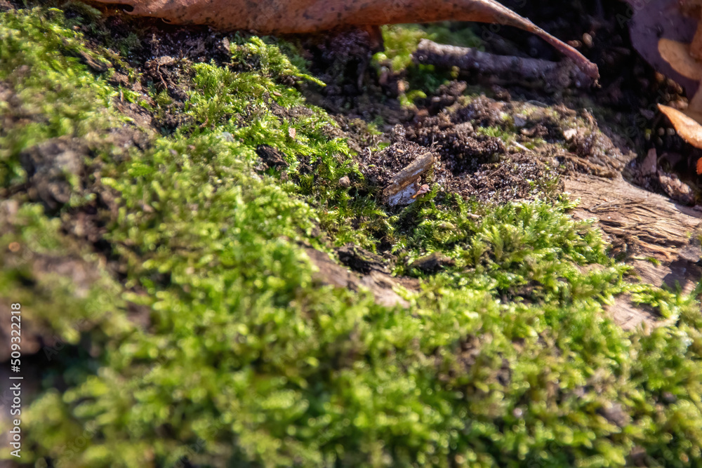 moss on the tree