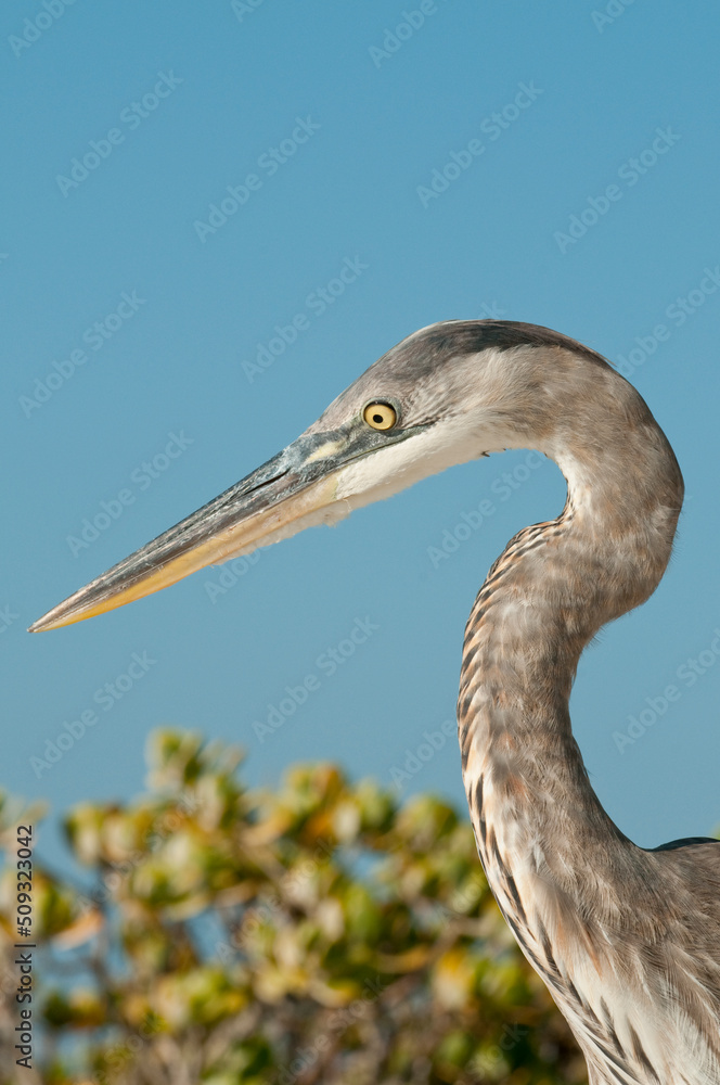 Great Blue Heron (Ardea herodias), Santa Cruz island, Galapagos archipelago, Ecuador, South America Great Blue Heron (Ardea herodias), Santa Cruz island, Galapagos archipelago, Ecuador, South America