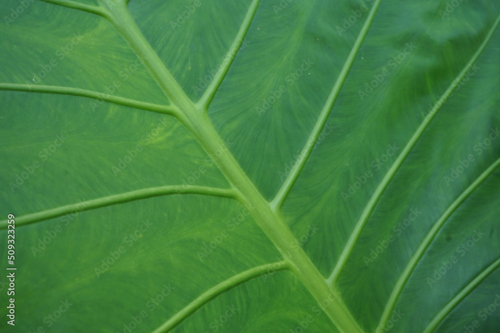 Parks and ornamental plants evening atmosphere Parks and ornamental plants evening atmosphere