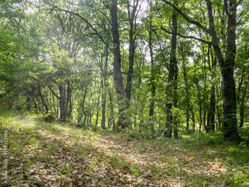 Fototapeta Naklejka Na Ścianę i Meble -  path in the forest on a sunny day