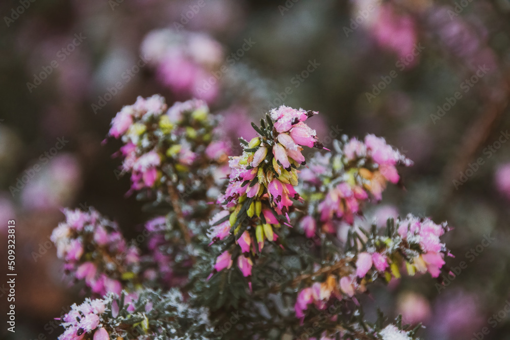 flowers in the garden