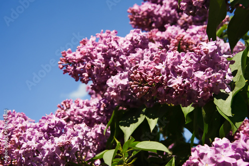 Purple lilacs are blooming. Lilac flowers on a tree. Lilac lilac. Lilac buds.