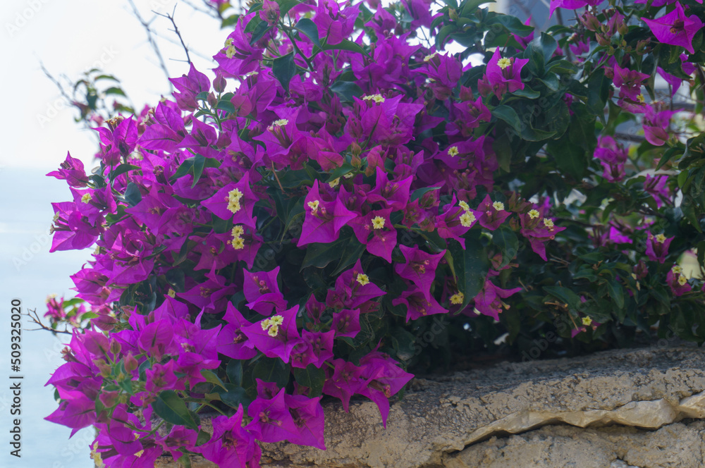 bougainvillea flowers growing on a stone fence