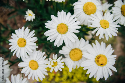 Camomile close-up on the background of green grass.White flower.