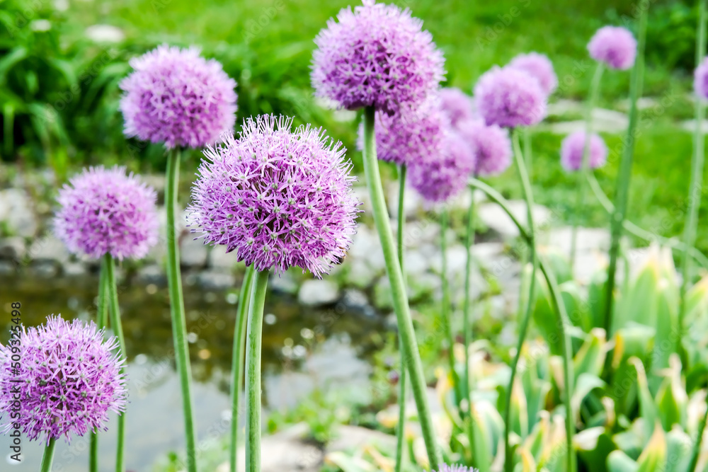 Onions decorotivnyy roundlovy. Onion allium. Onions decorotivnyy roundlovy. Onion allium.