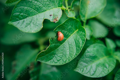 Colorado potato beetle - Leptinotarsa decemlineata on potato bushes. Pest of plants and agriculture. Treatment with pesticides. Insects are pests that damage plants. photo