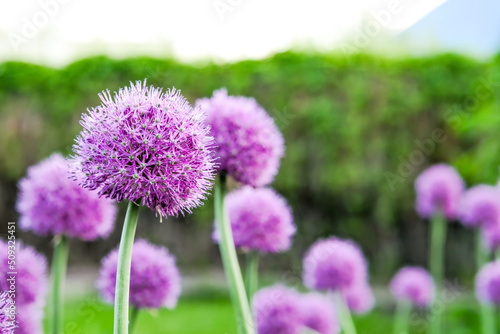 Onions decorotivnyy roundlovy. Onion allium.