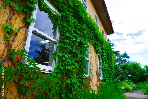 Wallpaper Mural ツタに覆われた西洋館 Torontodigital.ca