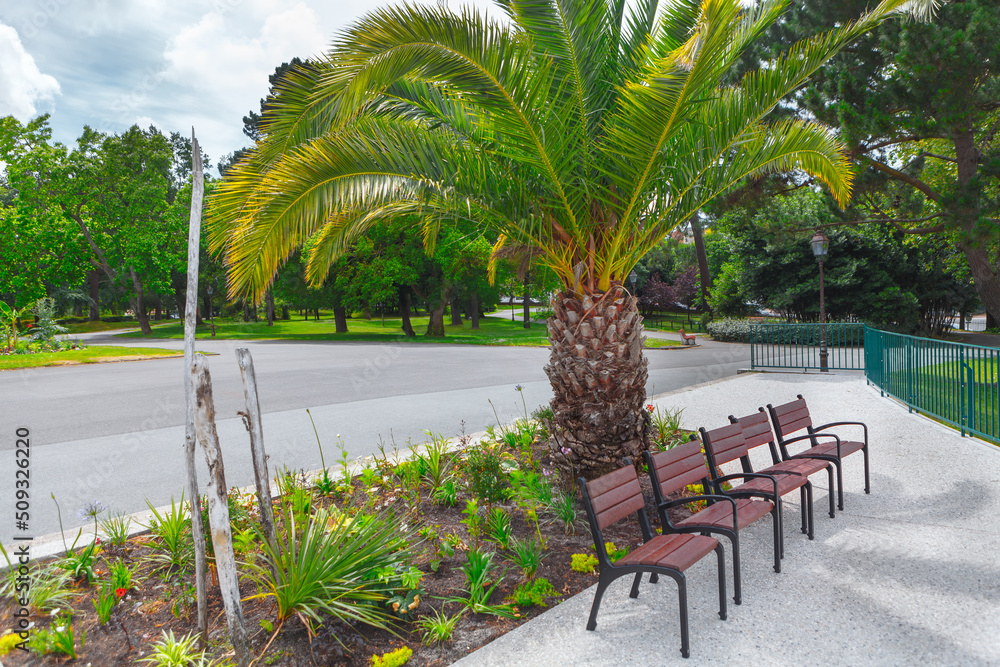 Fototapeta premium Benches in tropical park . Sidewalk and palm tree in the park