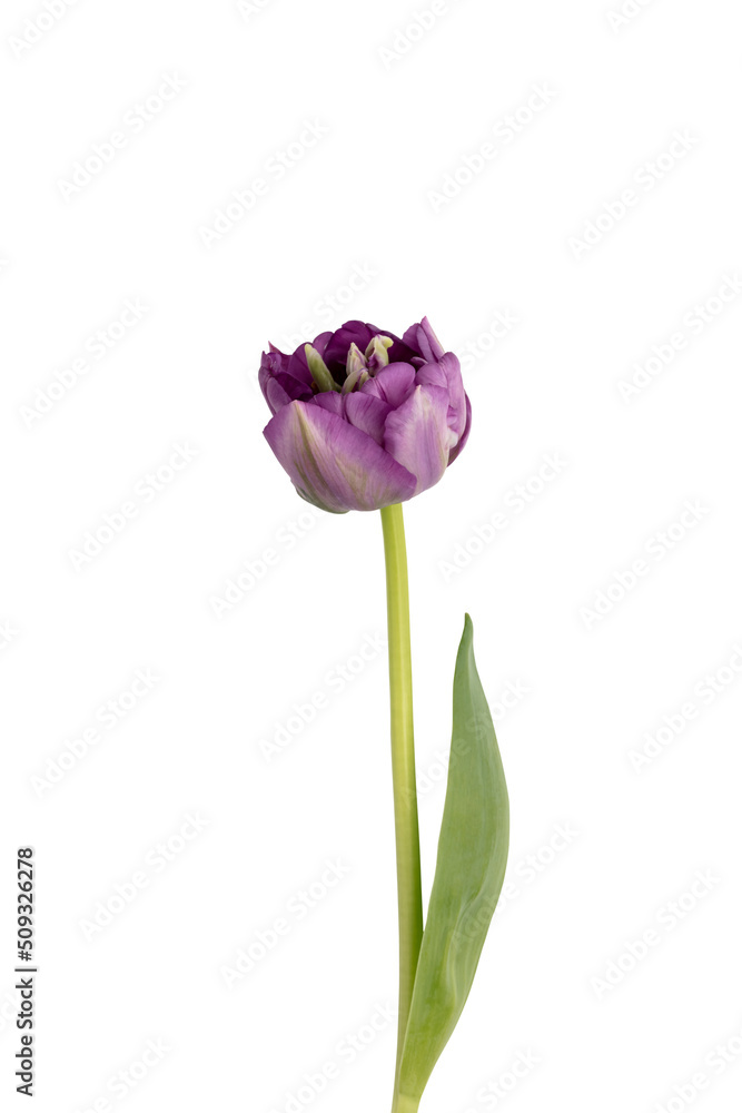 Fototapeta premium Lilac tulip flowers on white background.