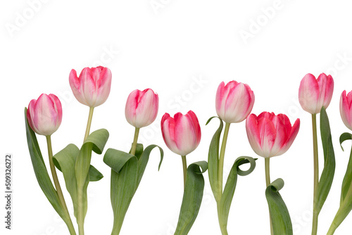 Lilac tulip flowers on white background. © gitusik
