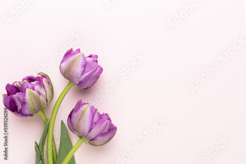 Lilac tulip flowers on pastel background. © gitusik