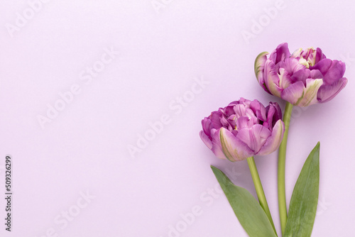 Lilac tulip flowers on pastel background. © gitusik