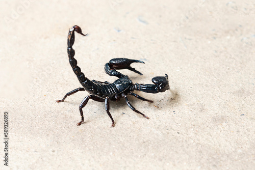Scorpion on isolated background with copy space