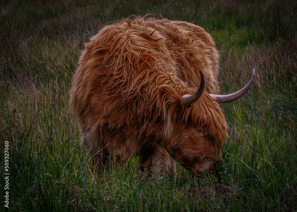 Fototapeta premium Highland Cattle