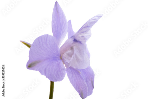 delphinium flower isolated