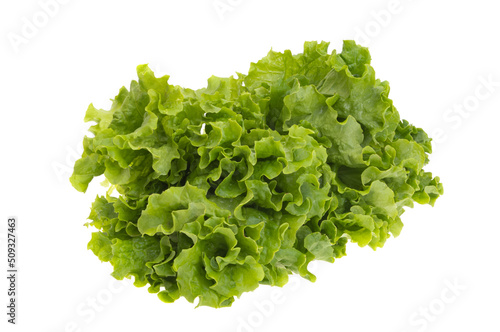 lettuce leaves isolated