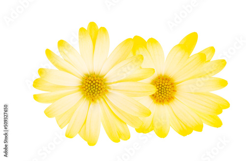 Wallpaper Mural yellow Osteospermum isolated Torontodigital.ca