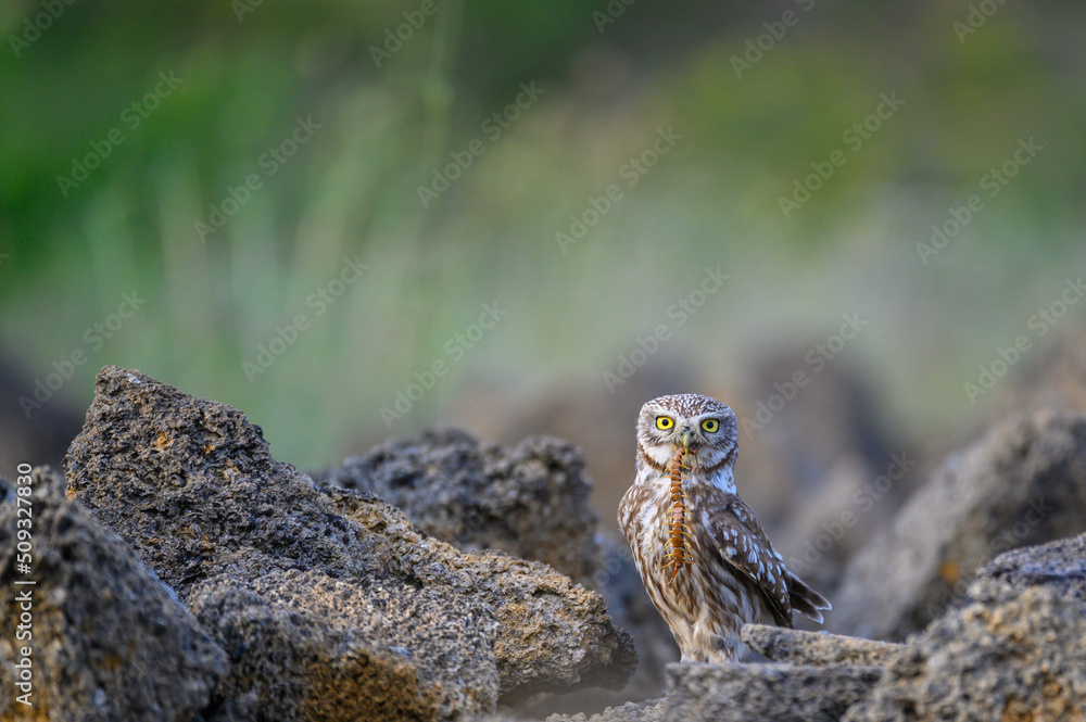 Bird Little owl in natural habitat Athene noctua Bird Little owl in natural habitat Athene noctua