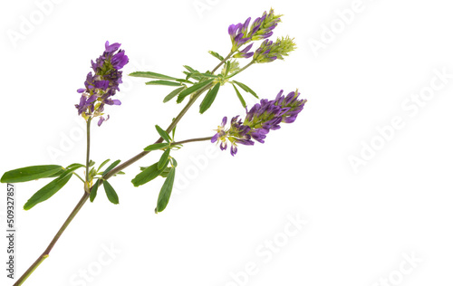 alfalfa flower isolated