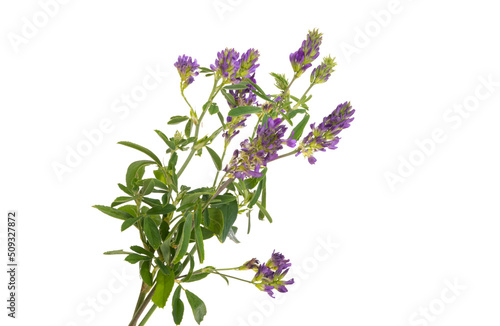 alfalfa flower isolated photo