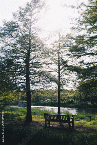 川辺のベンチと木々