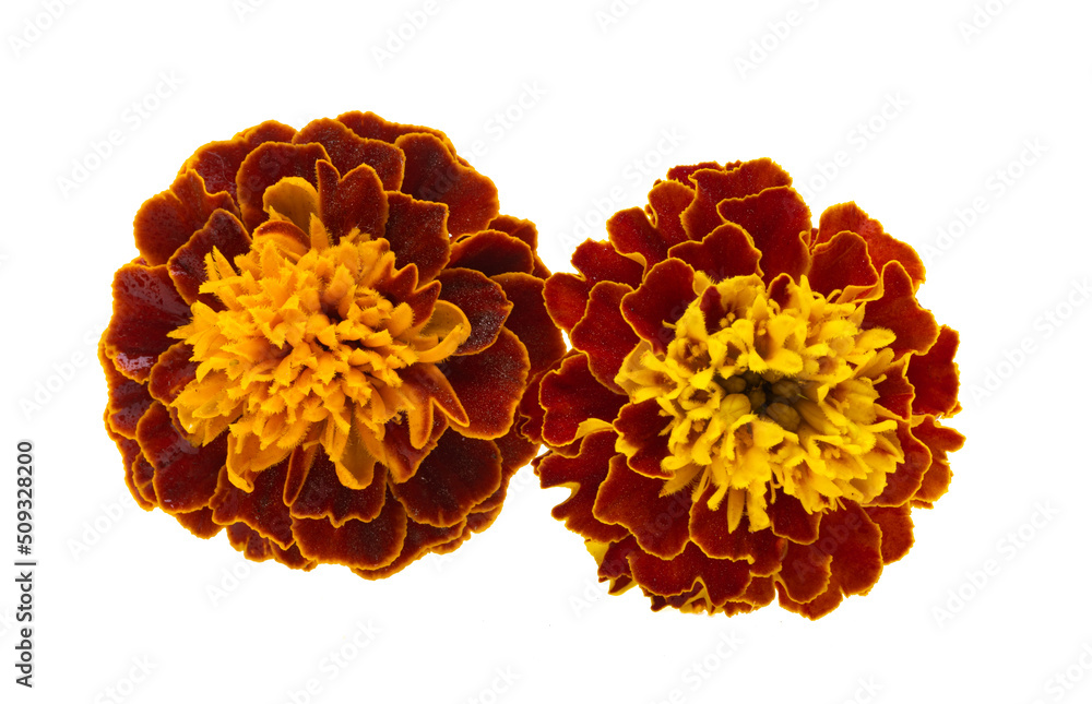 marigolds isolated marigolds isolated