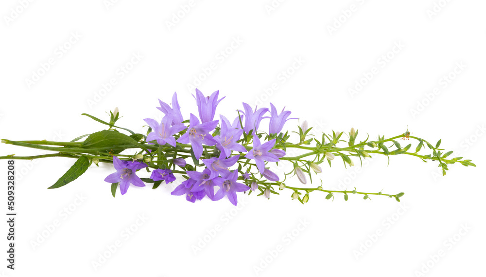 Obraz premium meadow bluebells isolated
