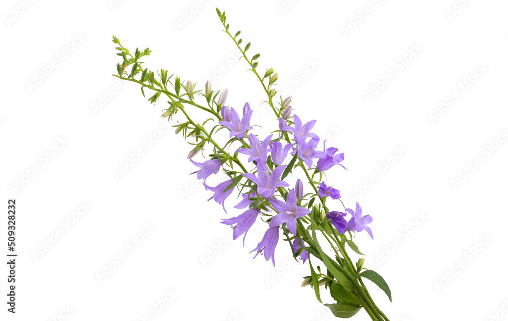 Obraz premium meadow bluebells isolated