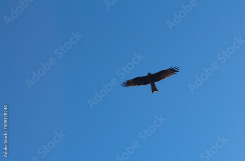 a vulture bird of prey in nature high in the sky